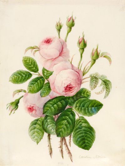 Tres Rosas Centifolia con Capullos de Caroline Adrien